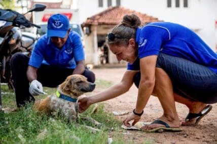 Two Dogstar employees kneeling down next to a dog on the grass applying skin treatment solution to the back of the dog's neck.