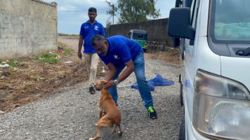 A Dogstar member of staff carefully holding a dog's mouth closed in preparation to vaccinate them.