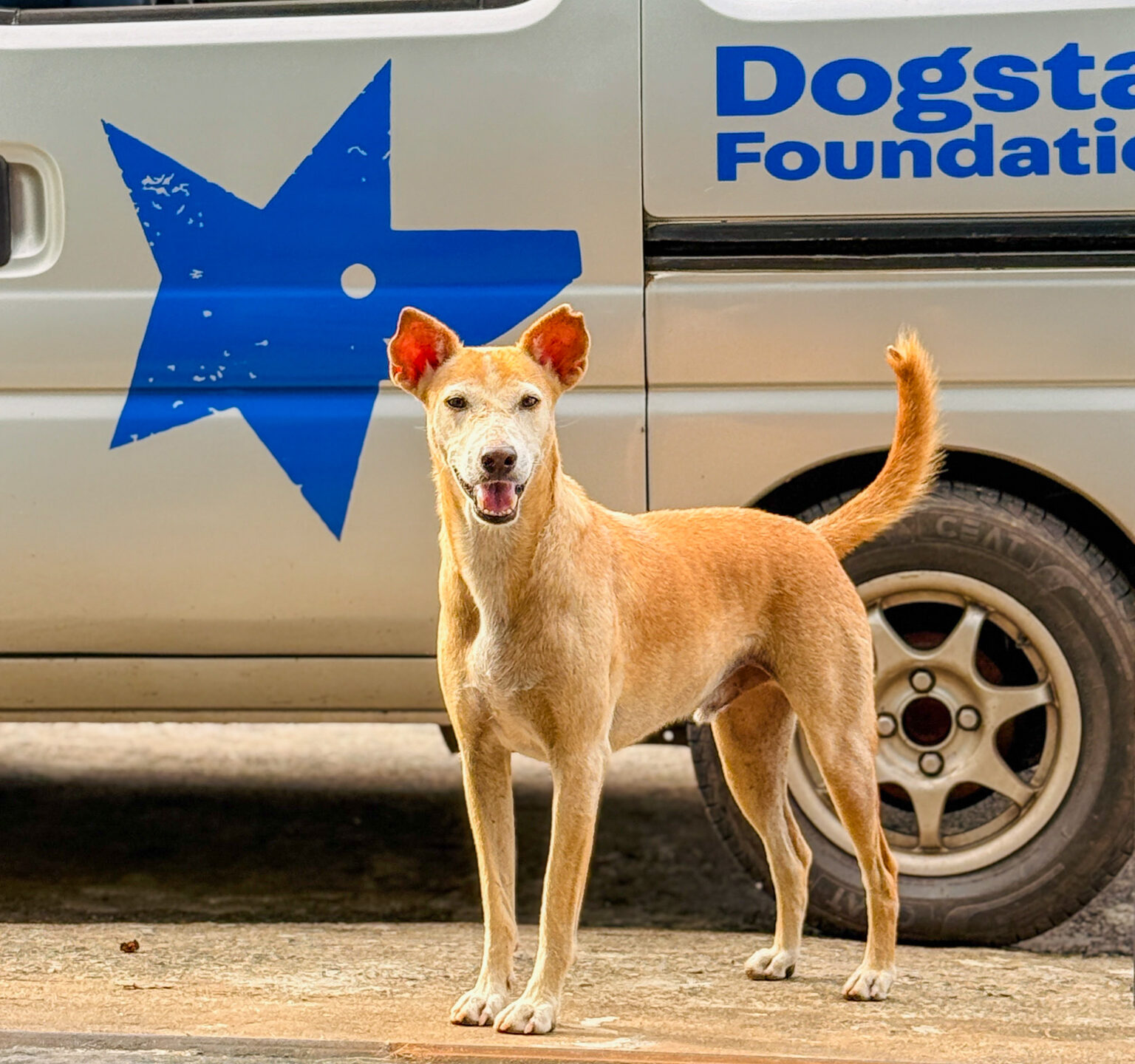 A sandy coloured street dog standing in front of a Dogstar Foundation van.