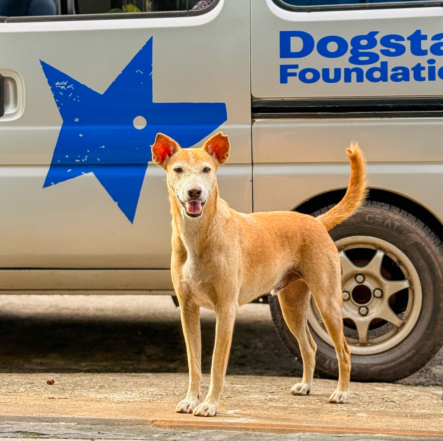 A sandy coloured street dog standing in front of a Dogstar Foundation van.