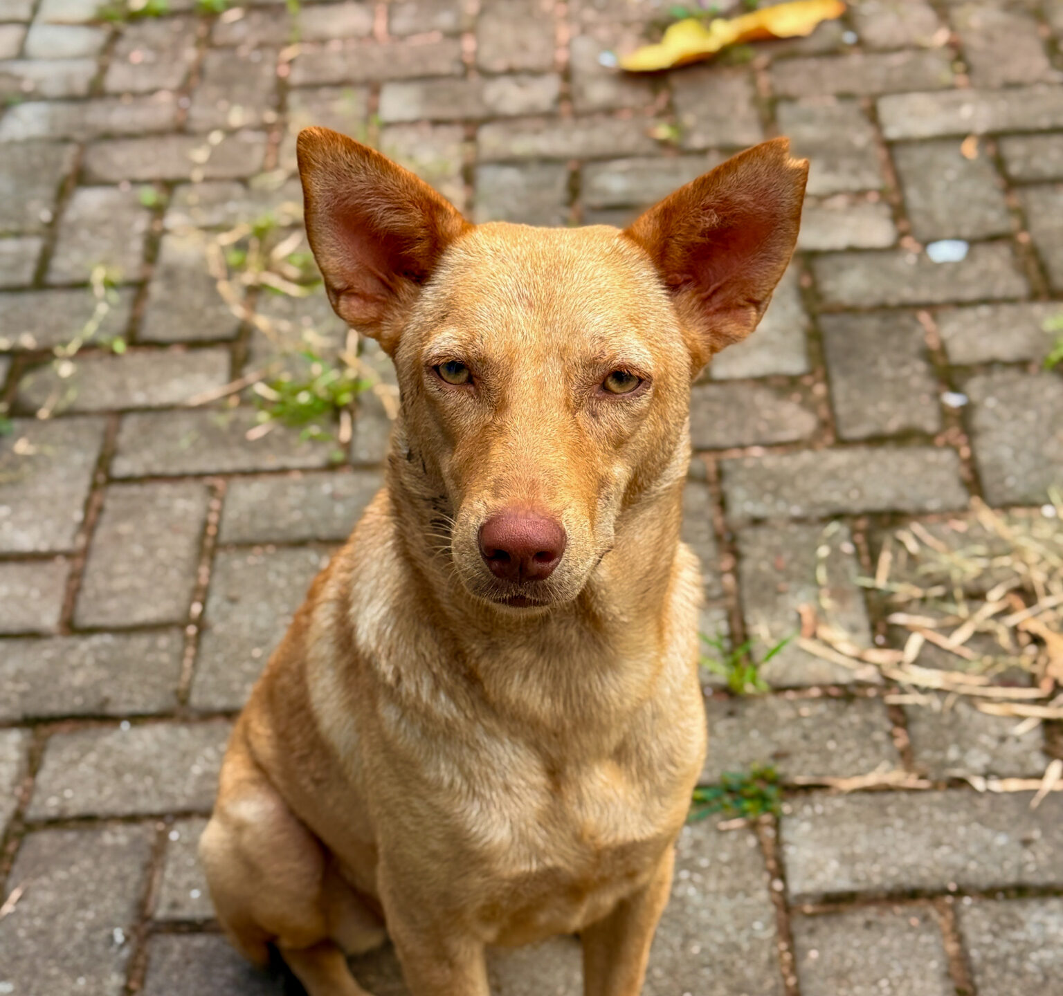 Close-up of a light brown dog on thee street with pointy ears looking into the camera.