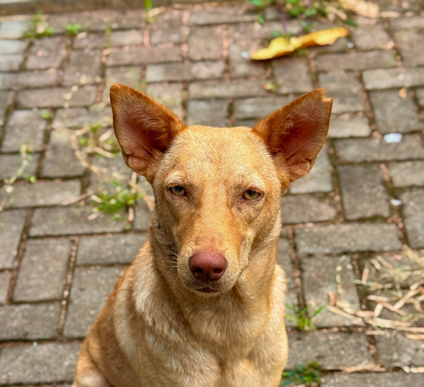 Close-up of a light brown dog on thee street with pointy ears looking into the camera.