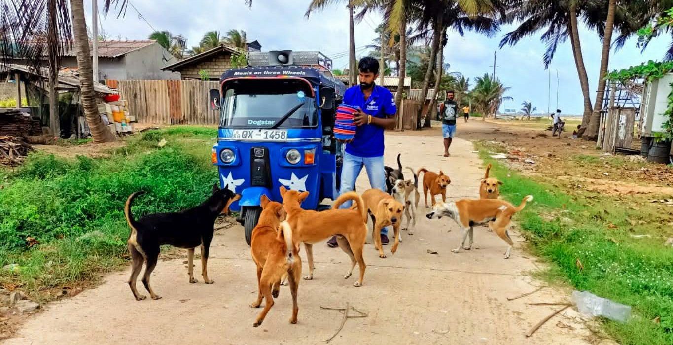 A Dogstar employee feeding a group of street dogs.