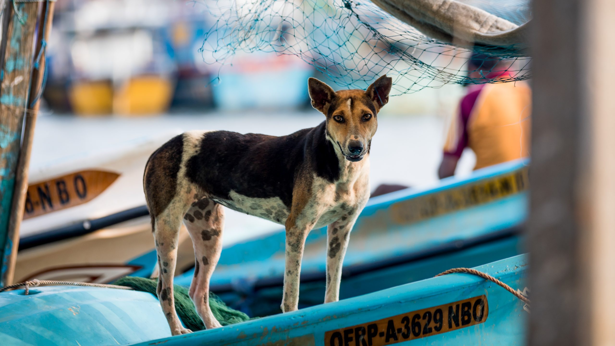 Street dog in Sri Lanka standing on a boat.