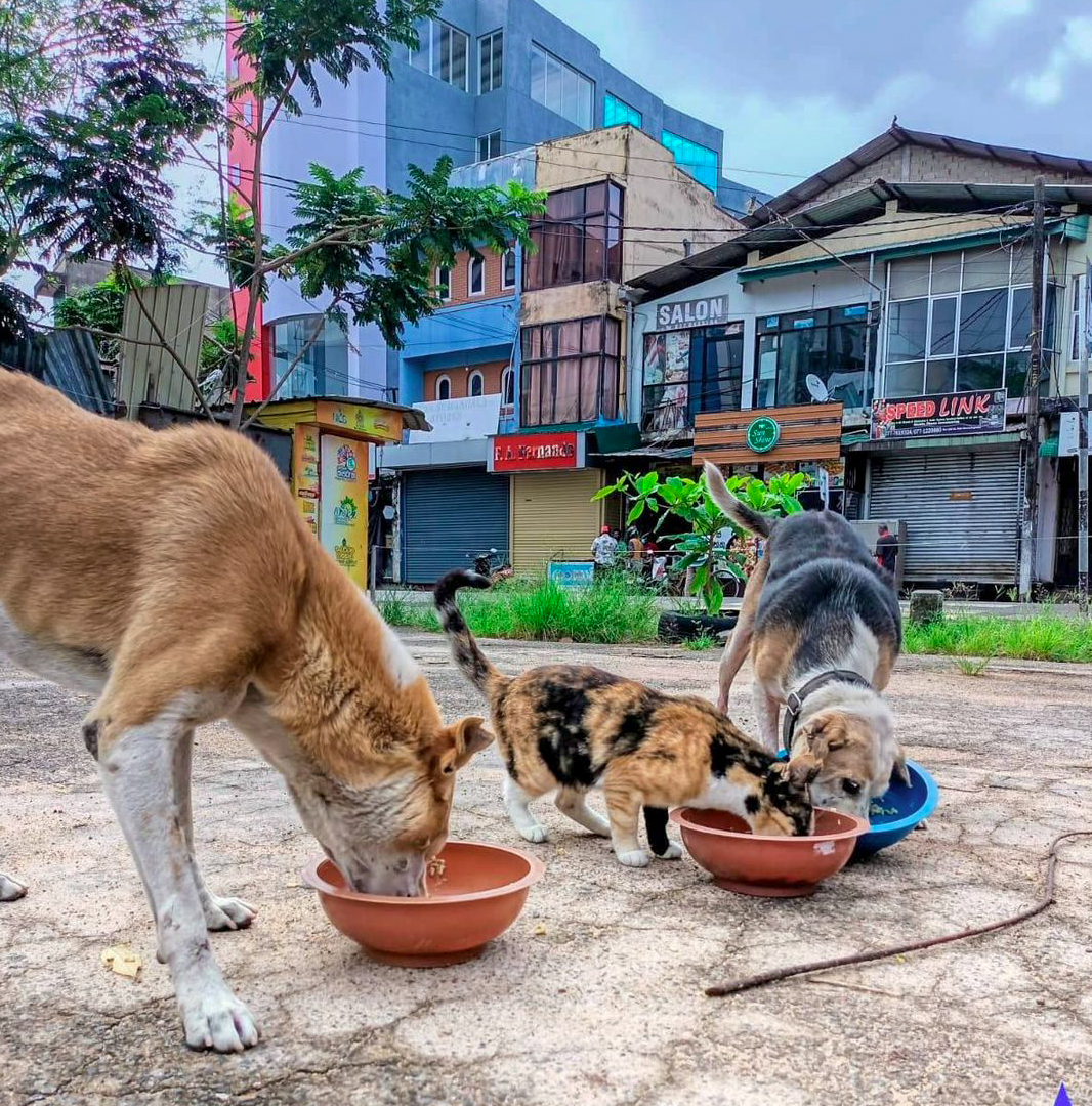 A cat and two dogs sit side by side on the street eating from bowls of food.