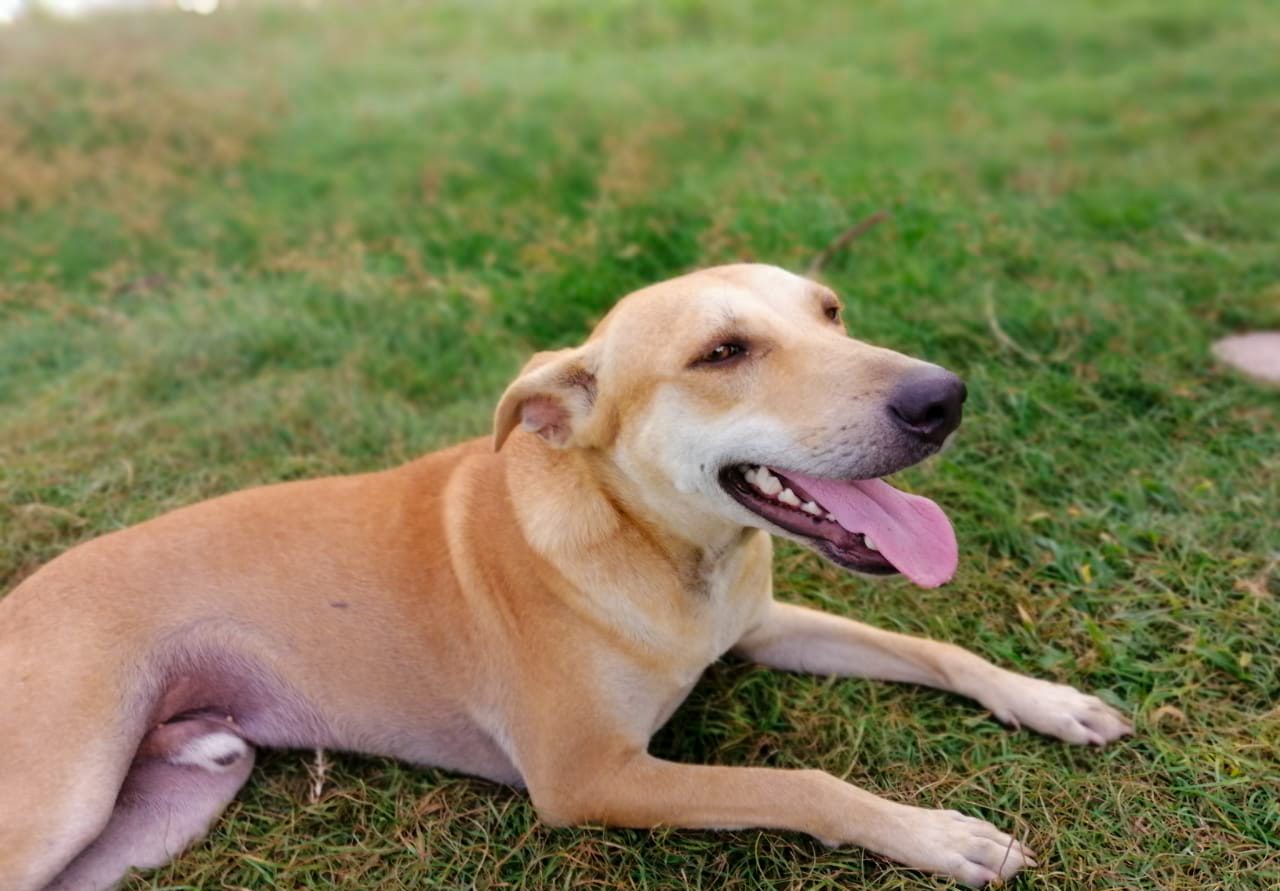 A dog lying on the grass smiling with their tongue out.