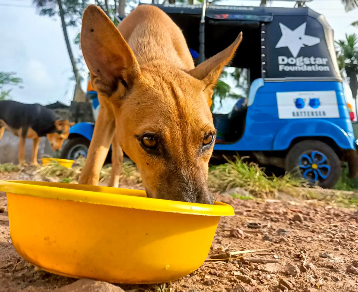 Dog standing next to a tuk-tuk eating from a plastic bowl.