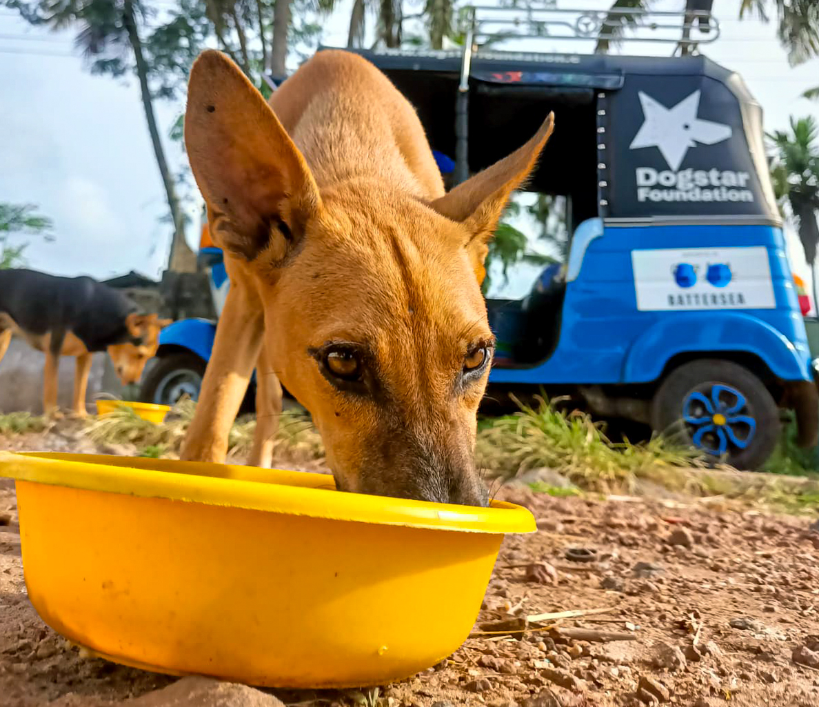 Street dog standing in front of a blue tuk-tuk eating from a yellow bowl.