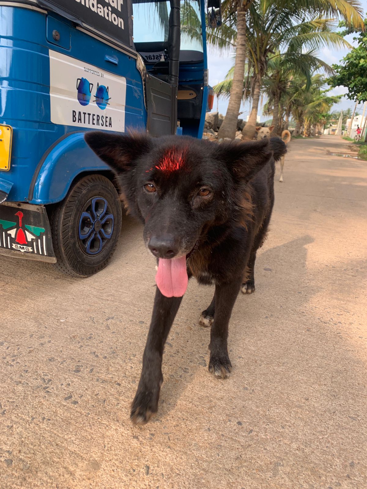 A black dog with a red mark of paint on their head indicating they have been vaccinated.