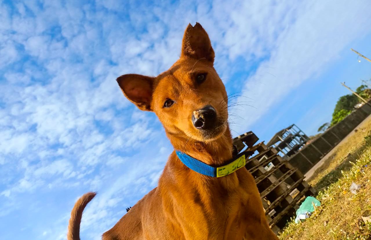 A light brown dog with food on their nose.