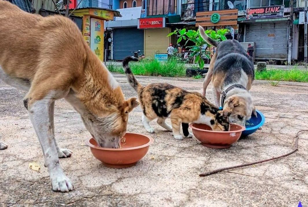 Two street dogs and a cat eating together.