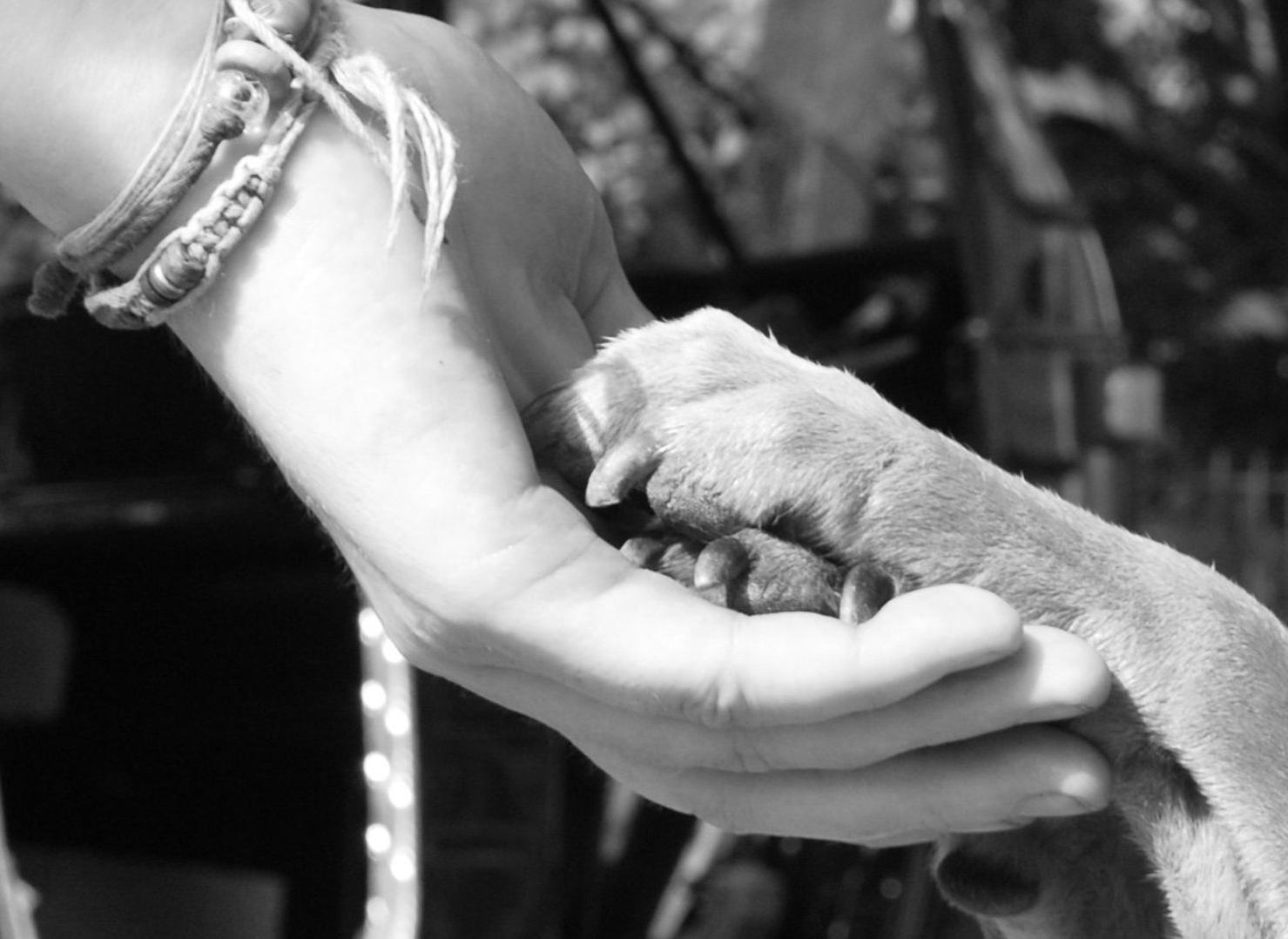 A dog's paws resting in the palm of a person's hand.