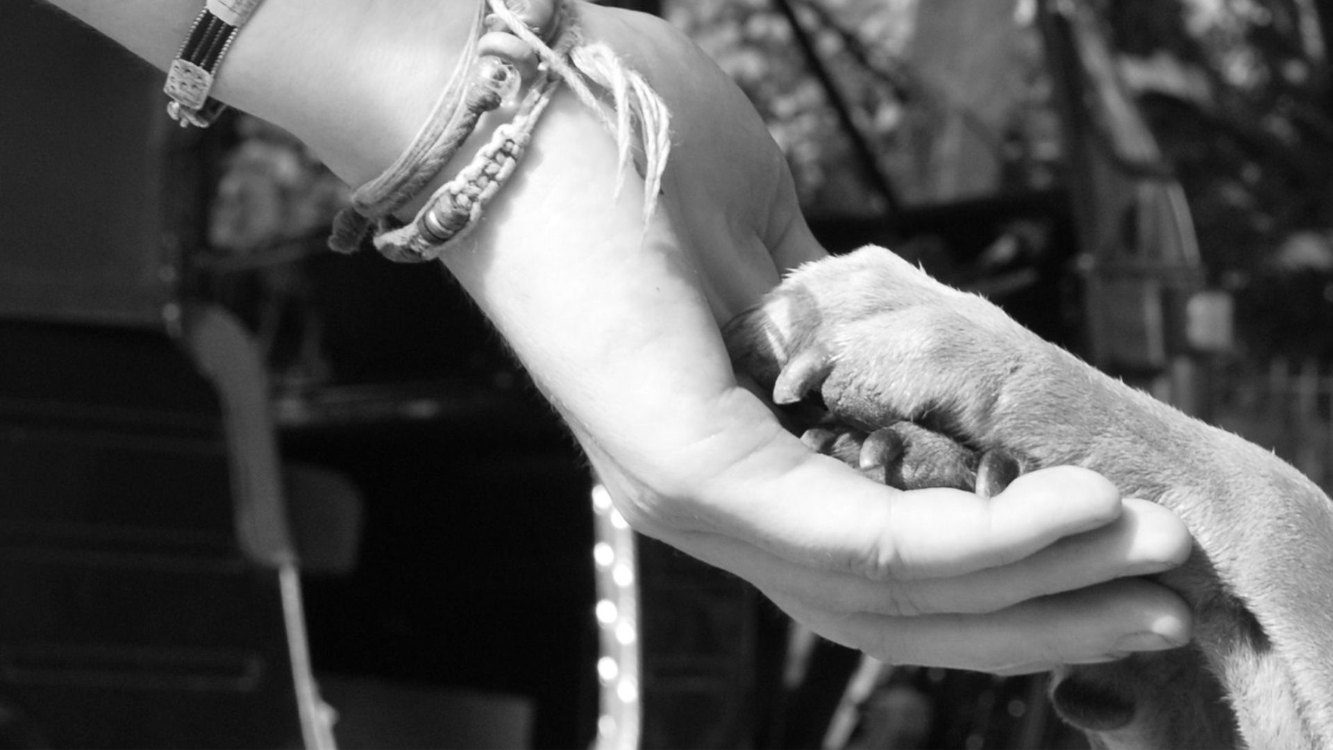 A dog's paws resting in a person's hand.