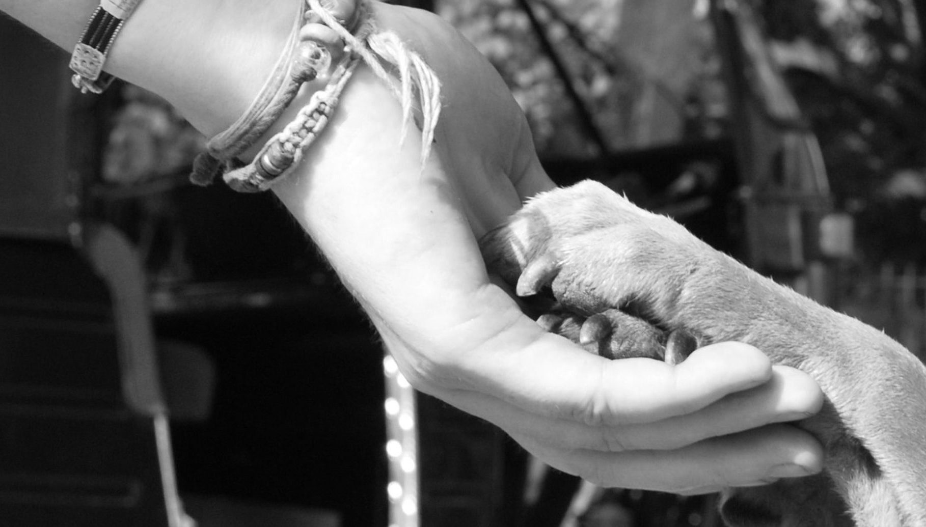 A dog's paws resting in a person's hand.