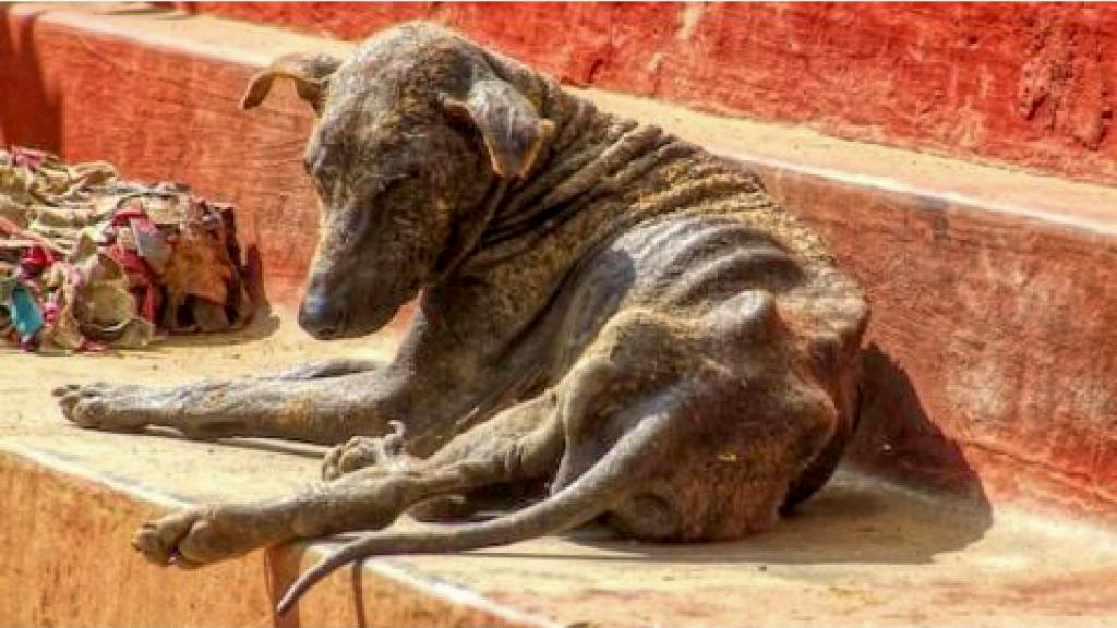 A very malnourished dog with almost no fur lying on some outdoor steps.