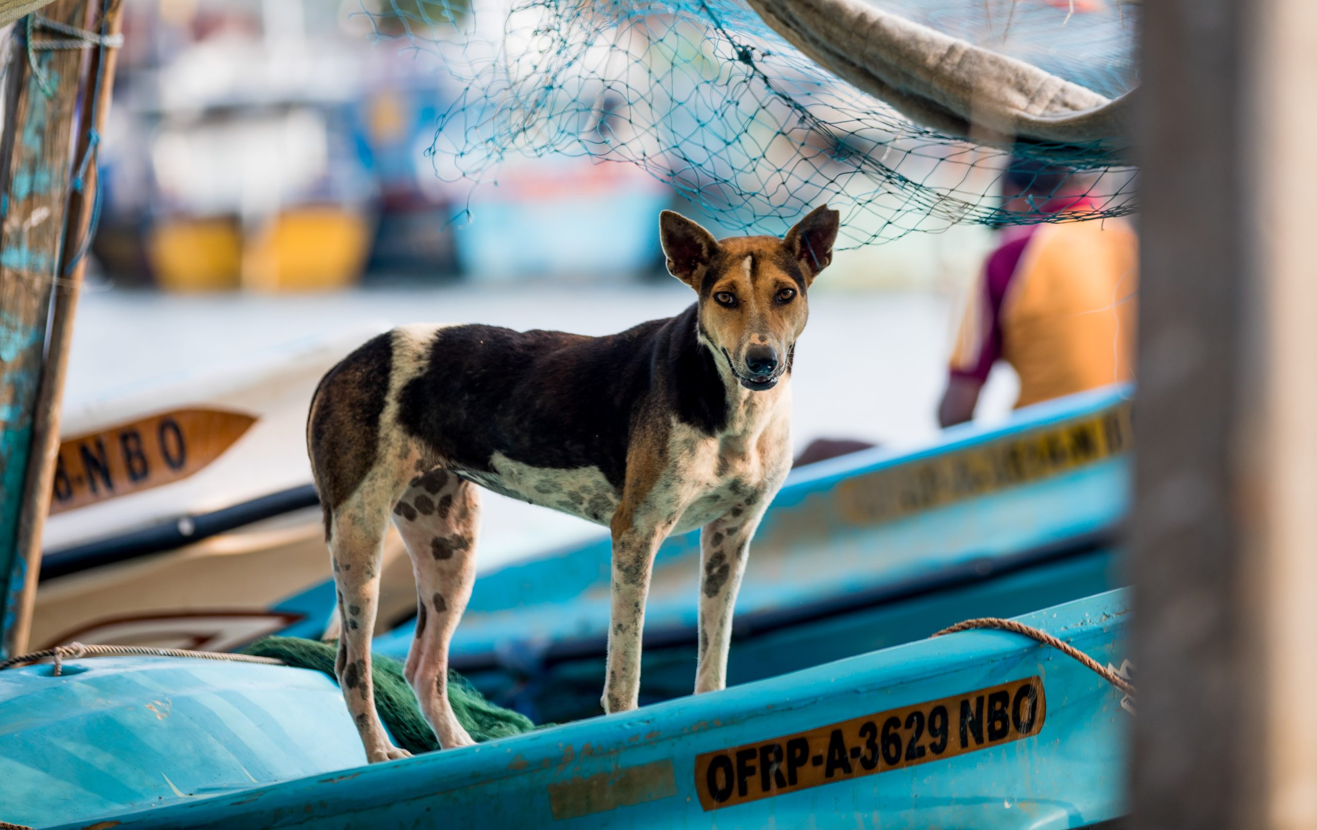 Street dog in Sri Lanka standing on a boat.