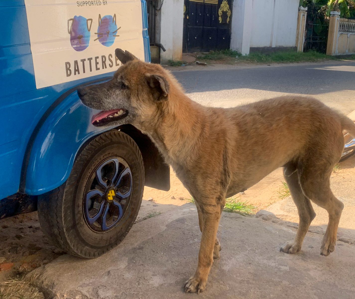 Mr B's fur has started to grow back following treatment for mange.