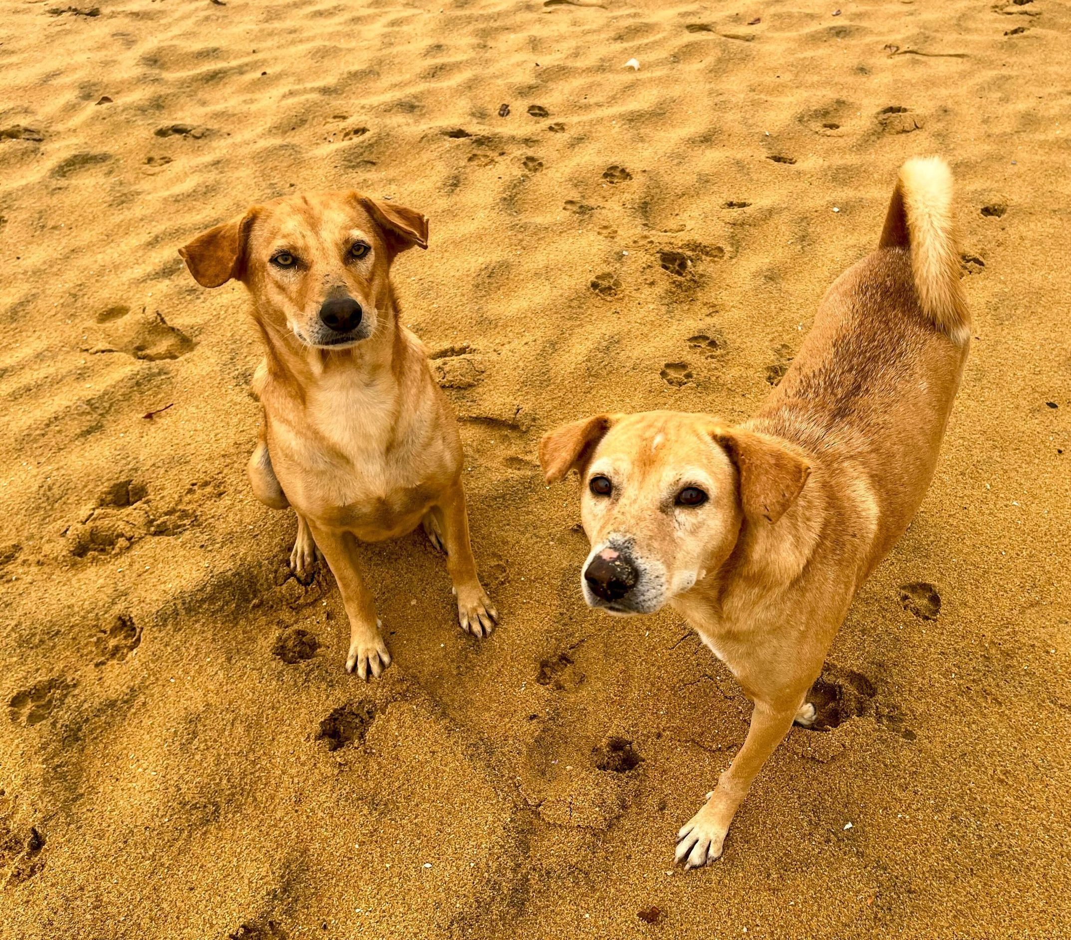 Two dogs looking up at the camera on a sandy beach.