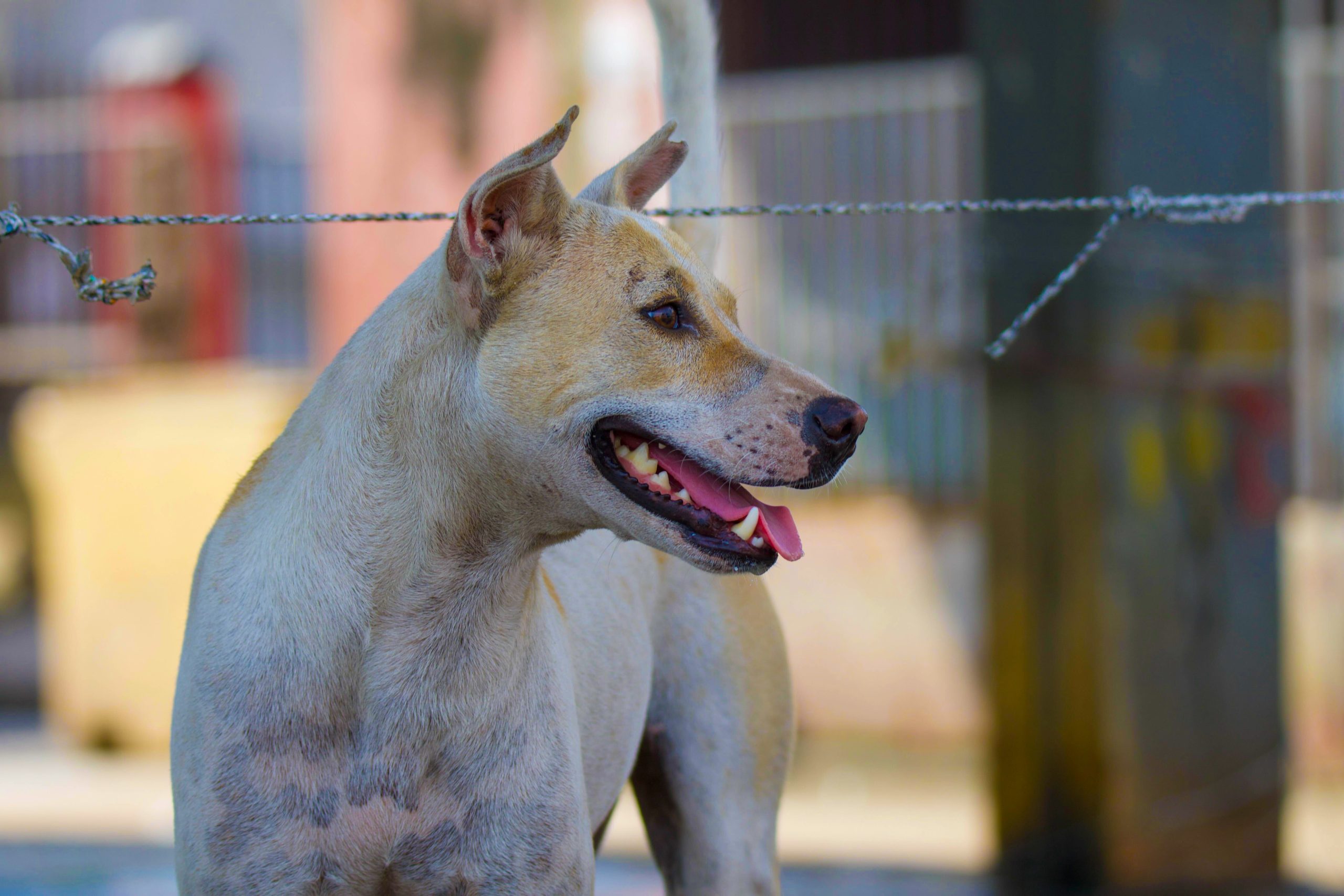 A brown and white dog smiling.