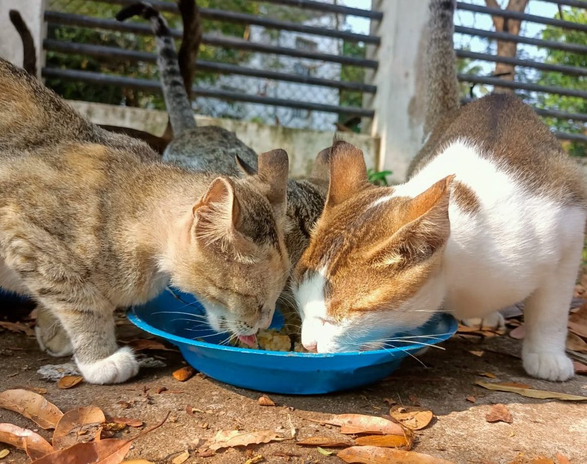 Two street cats sharing a bowl of food.