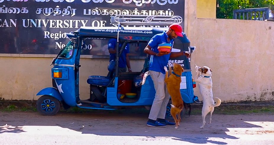 Two street dogs jumping up excitedly at a Dogstar employee carrying bowls of food.