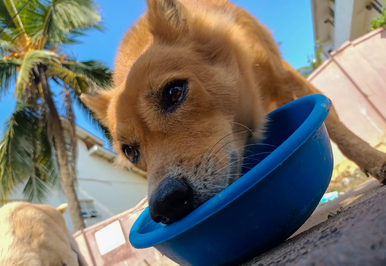 Street dog looking up from a bowl of food.