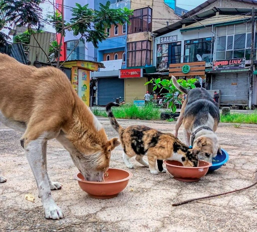 Two street dogs and a cat eating together.