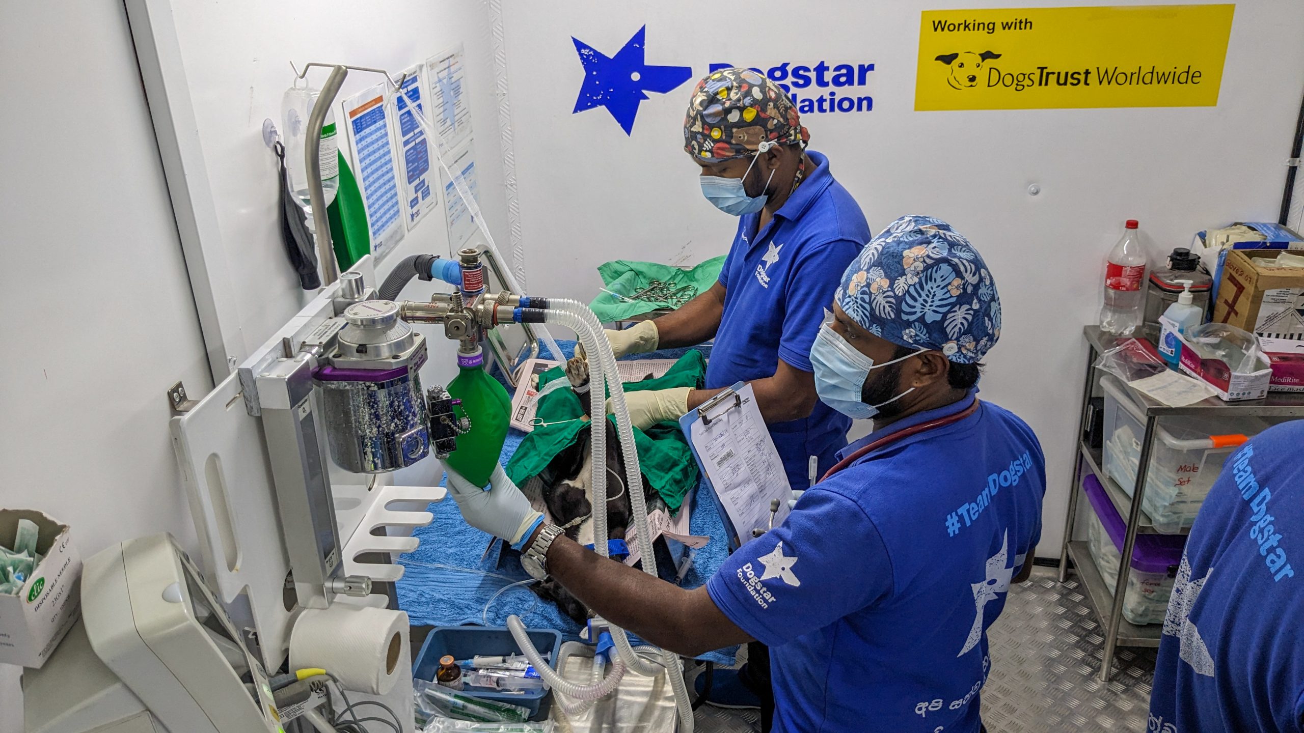 Two Dogstar veterinarians performing spay/neuter surgery on a dog.