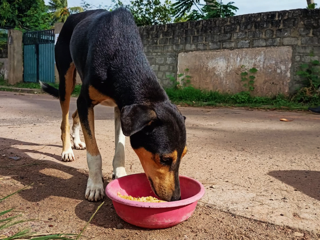 Dog on the street eating.