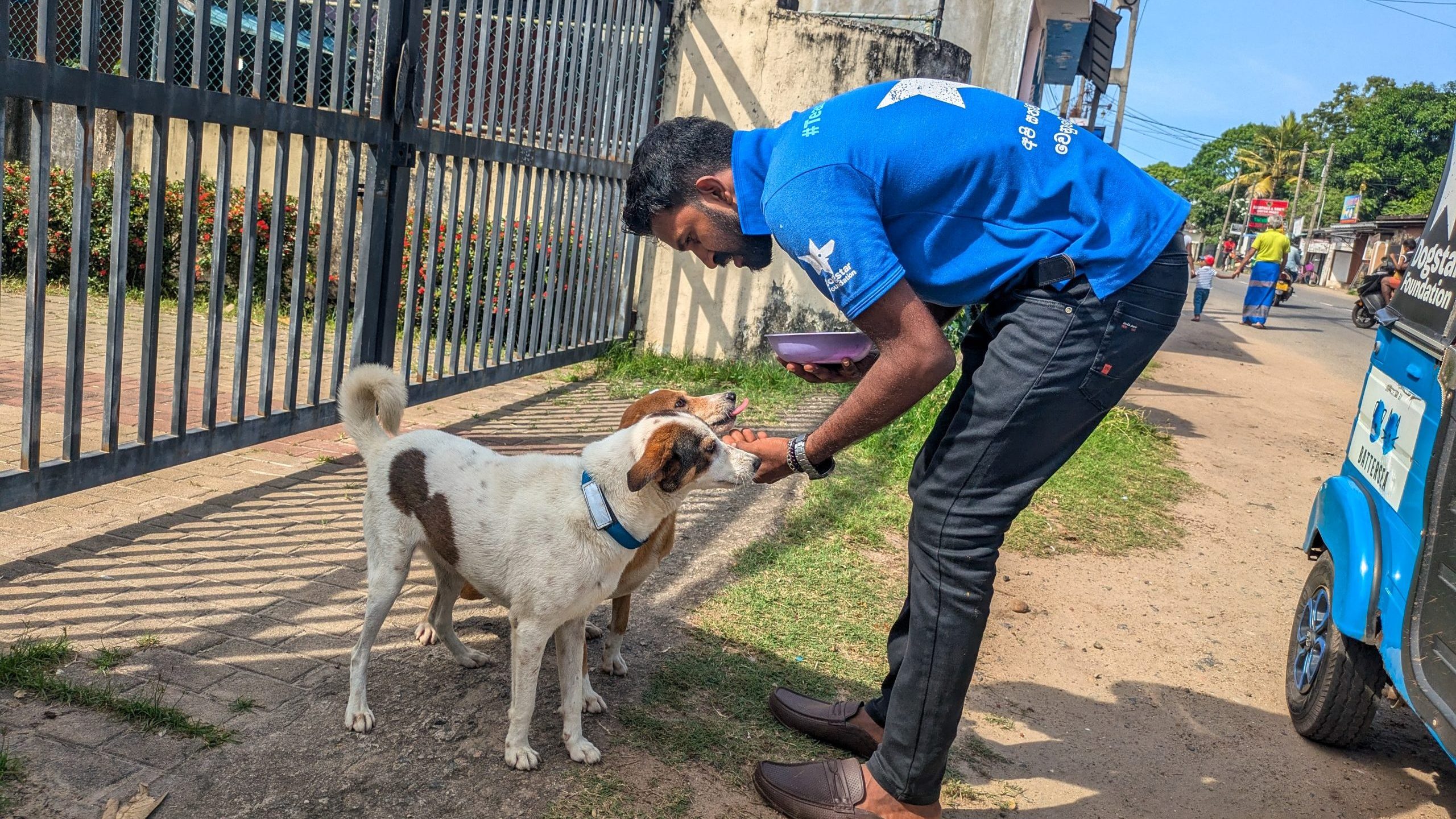 A Dogstar member of staff bending down to stroke and feed two dogs on the street.