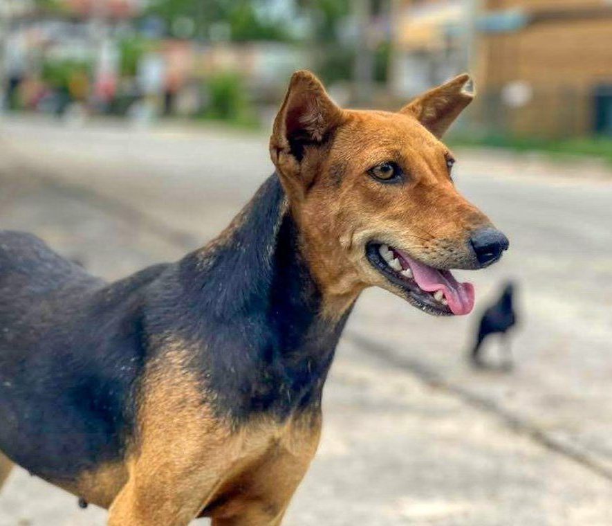 A small black and tan dog.