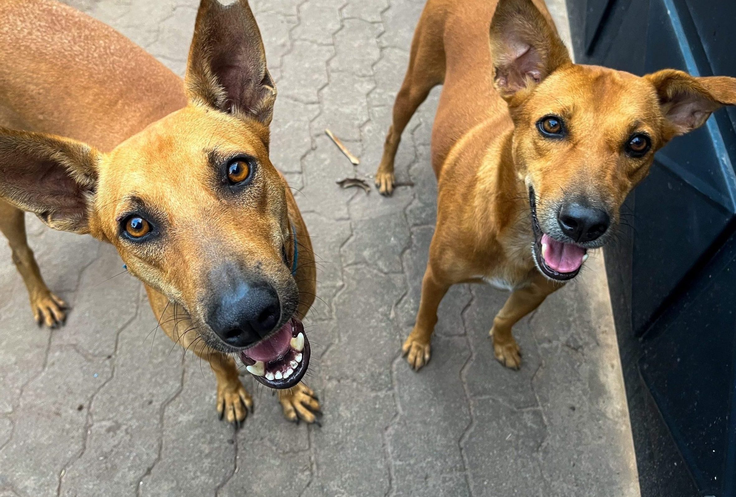 Two dogs looking up at the camera smiling.