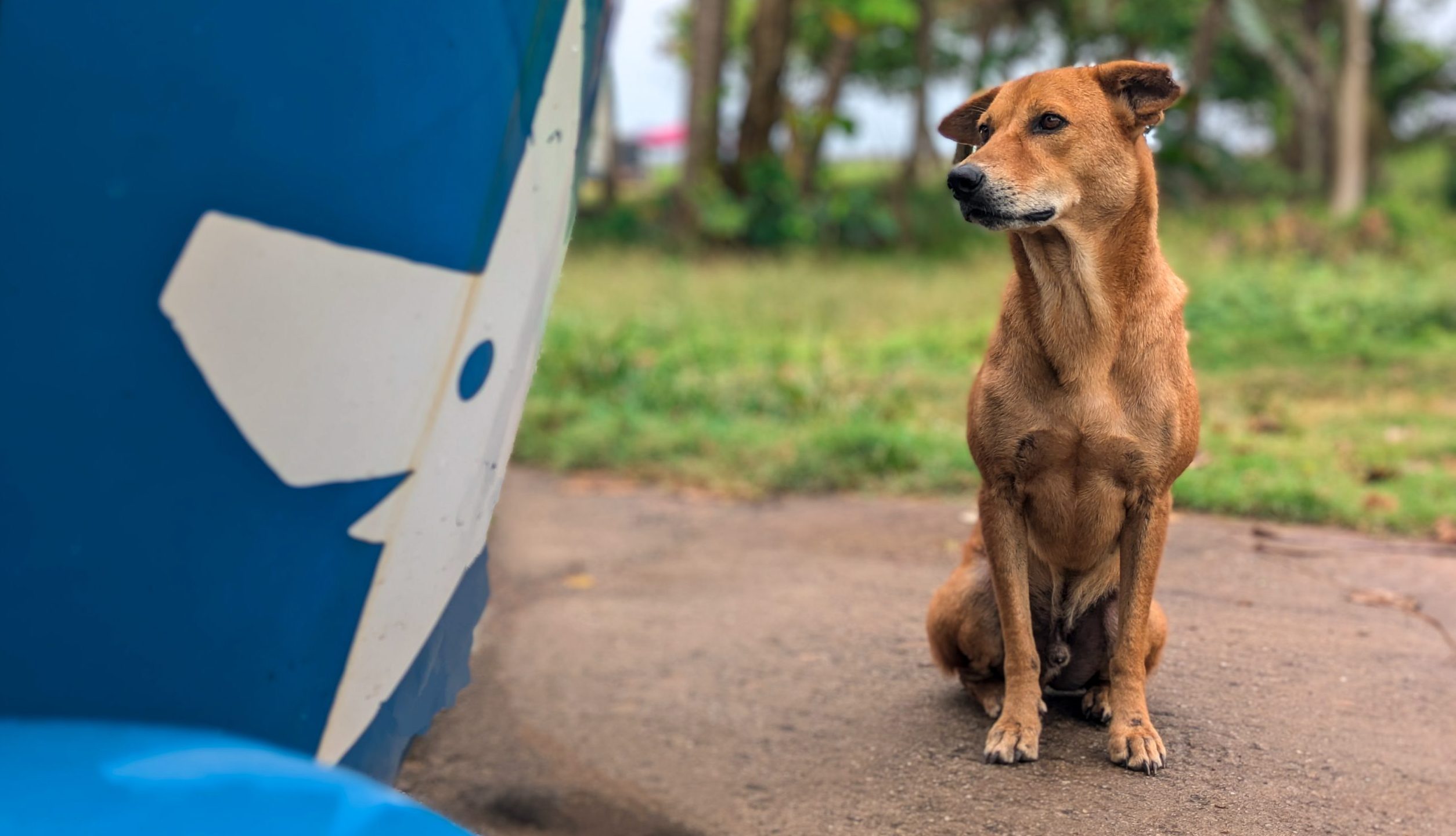 Dog sitting next to a blue tuk-tuk that features the Dogstar logo.