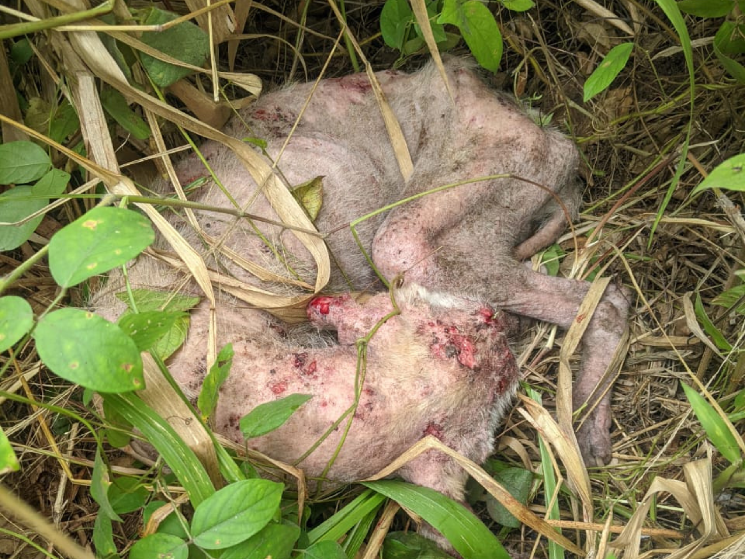 A wounded, emaciated dog with very little fur curled up in some grass.