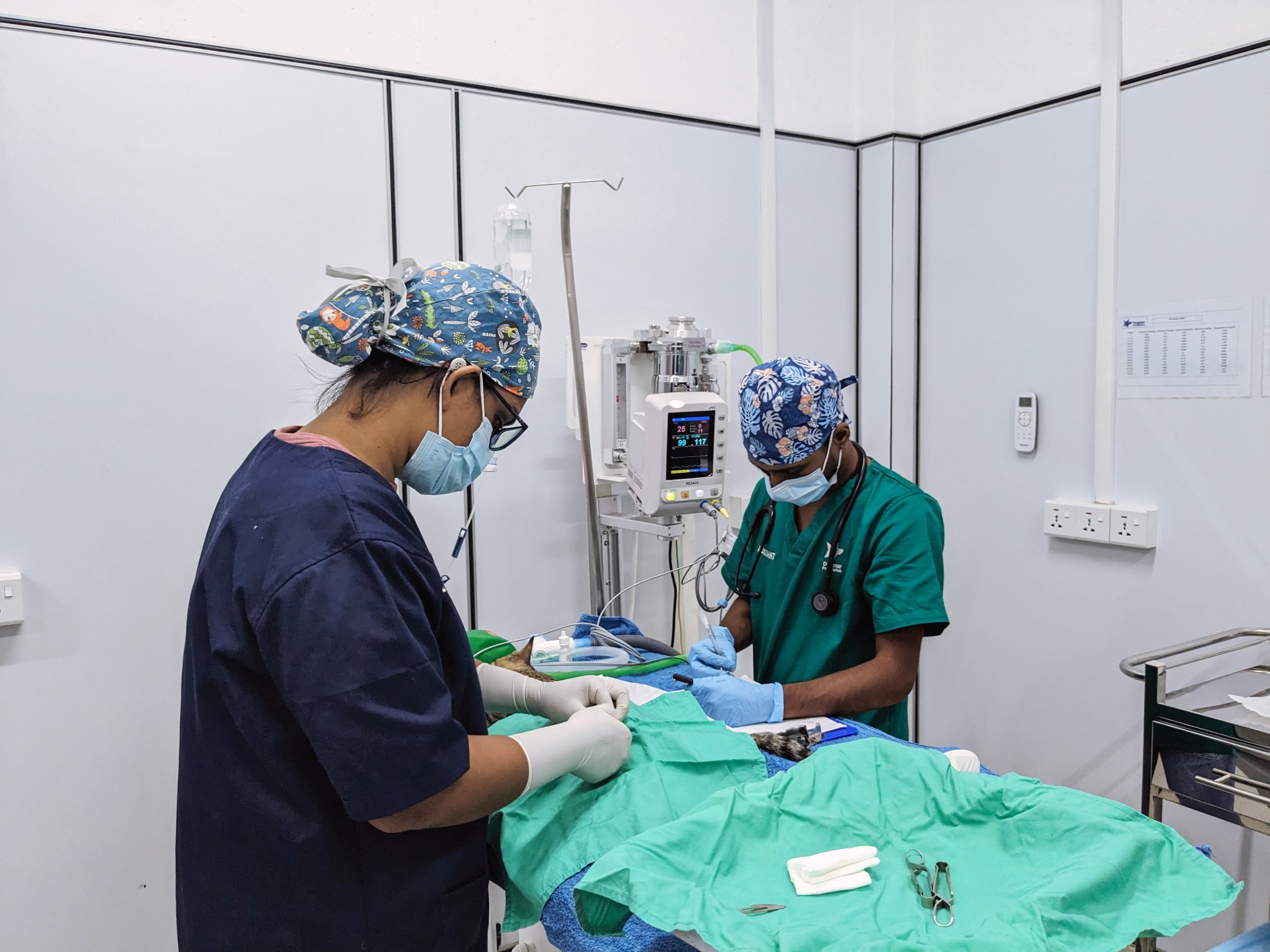 Two of Dogstar's veterinary staff performing surgery on a cat.