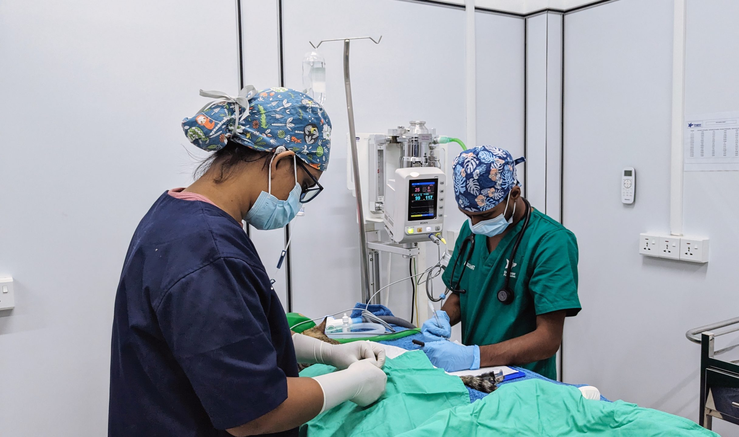 Two of Dogstar's veterinary staff performing surgery on a cat.