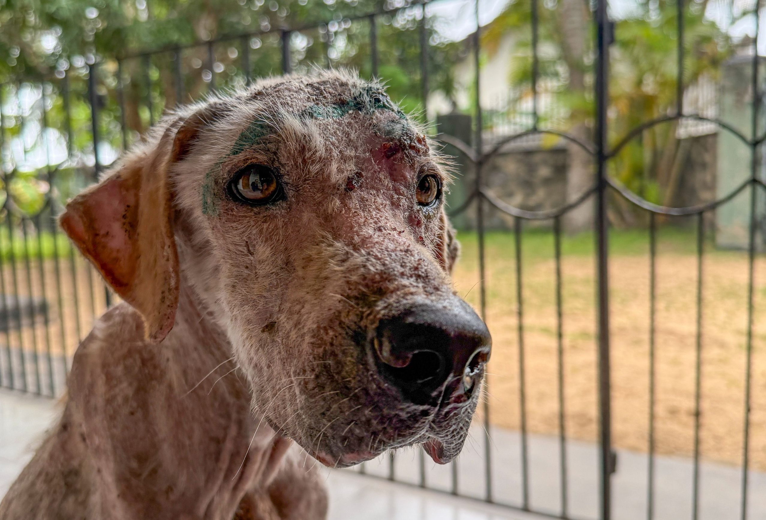 Close up of a dog with no fur due to a severe case of mange. His skin is sore and he has a few wounds on his head.