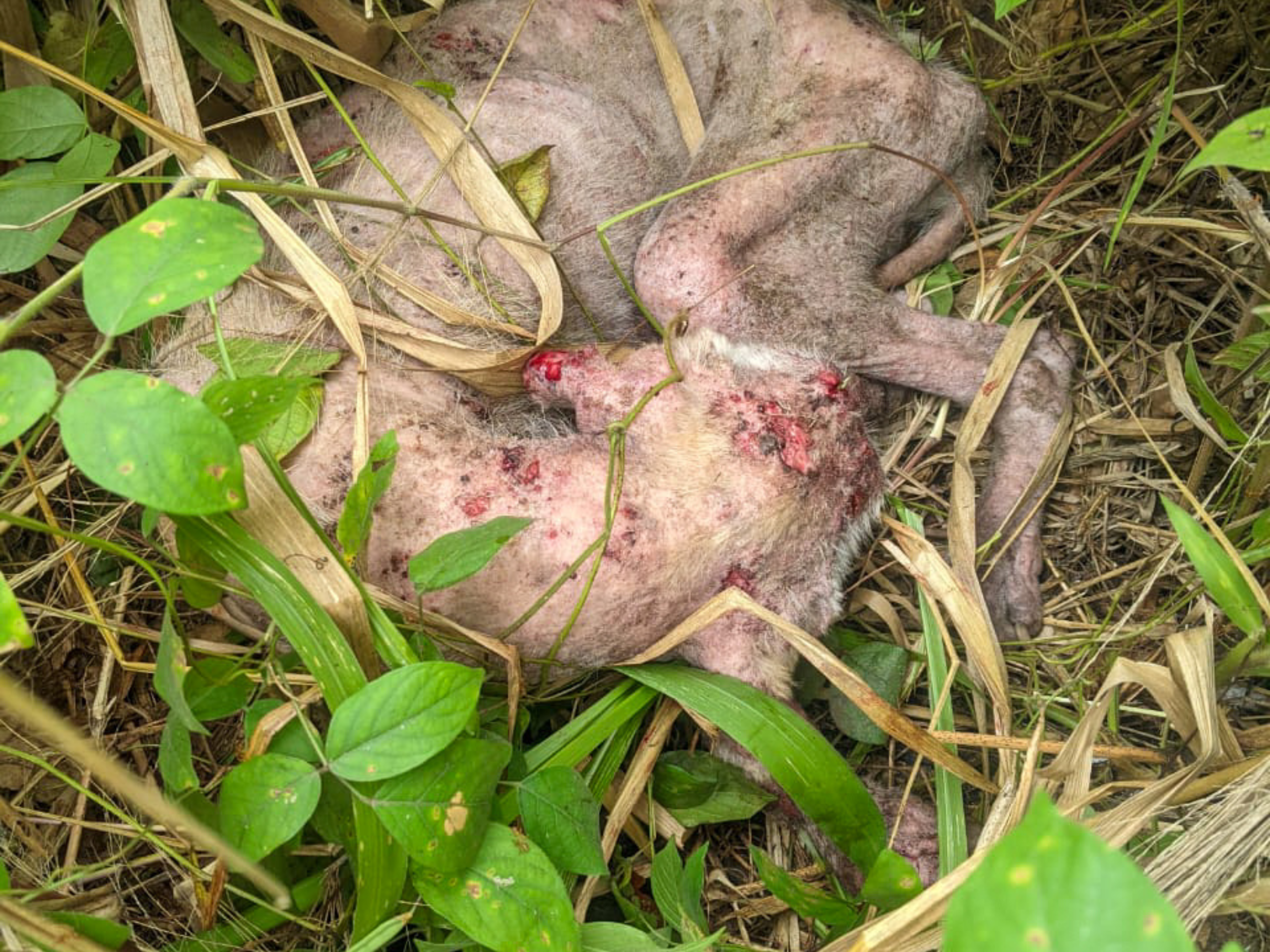 A wounded, emaciated dog with very little fur curled up in some grass.