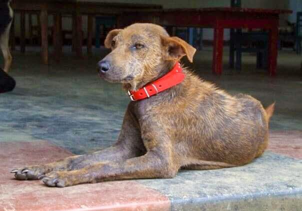 A light brown dog is lying down. Her fur is beginning to regrow after a severe case of mange.