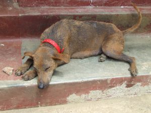 A light brown dog sleeping on some outdoor steps. Her fur is beginning to regrow after a severe case of mange.
