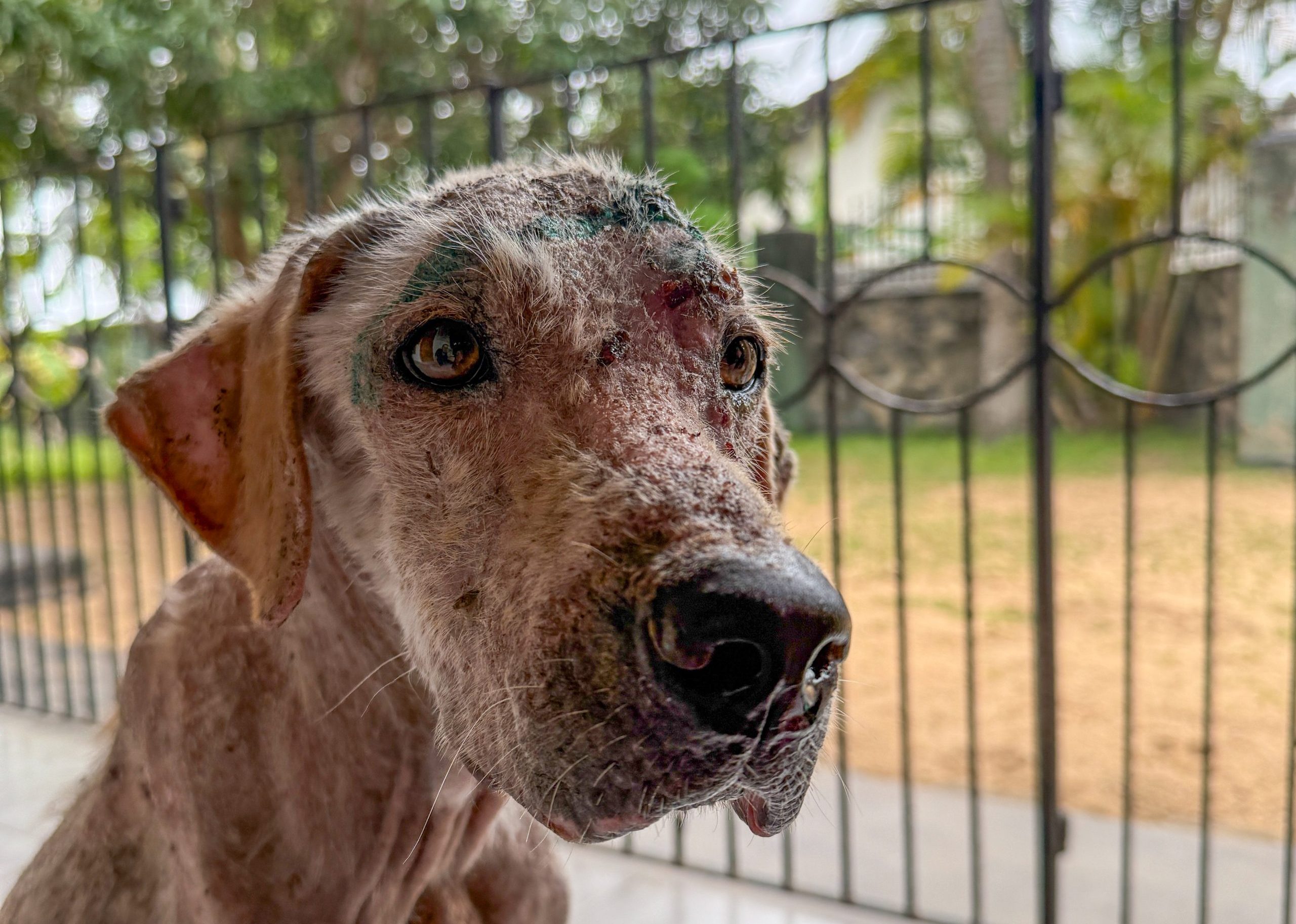 Close up of a dog with no fur due to a severe case of mange. His skin is sore and he has a few wounds on his head.