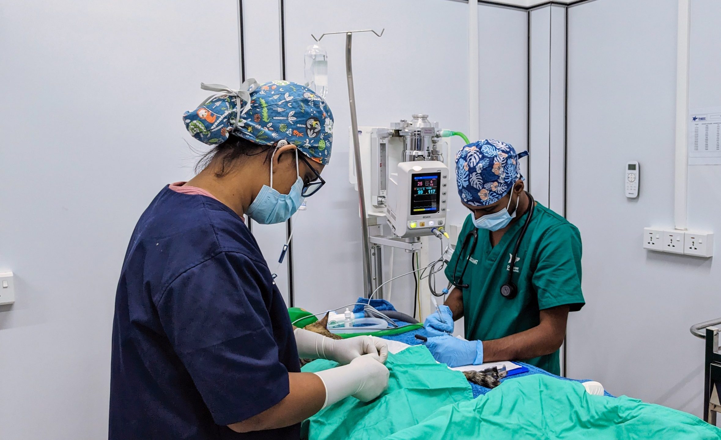 Two of Dogstar's veterinary staff performing sterilisation surgery on a cat.