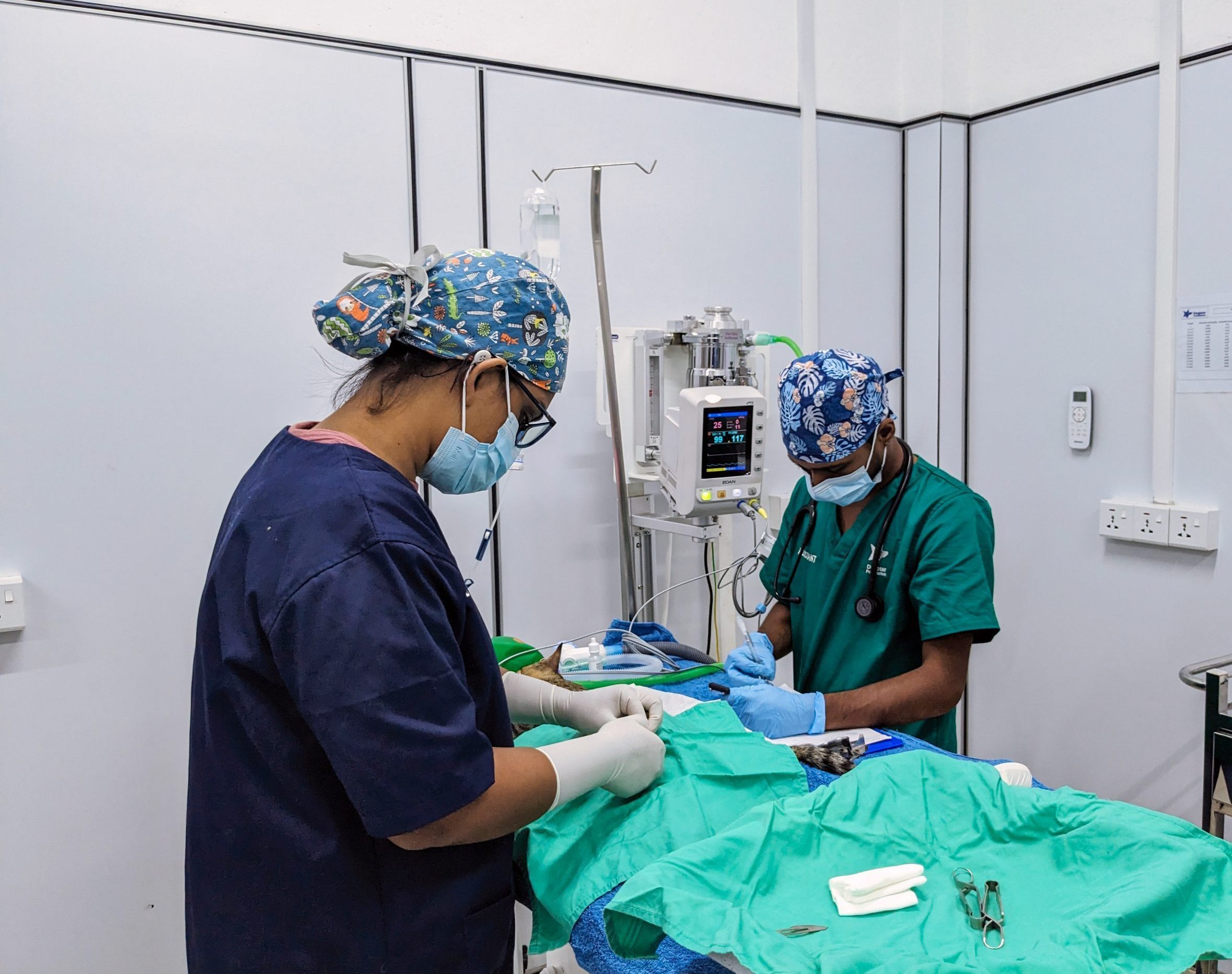 Two of Dogstar's veterinary staff performing sterilisation surgery on a cat.