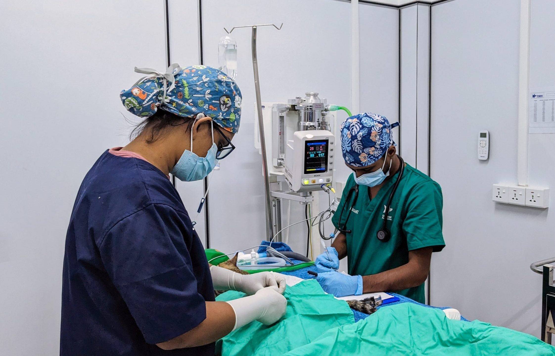 Two of Dogstar's veterinary staff performing sterilisation surgery on a cat.