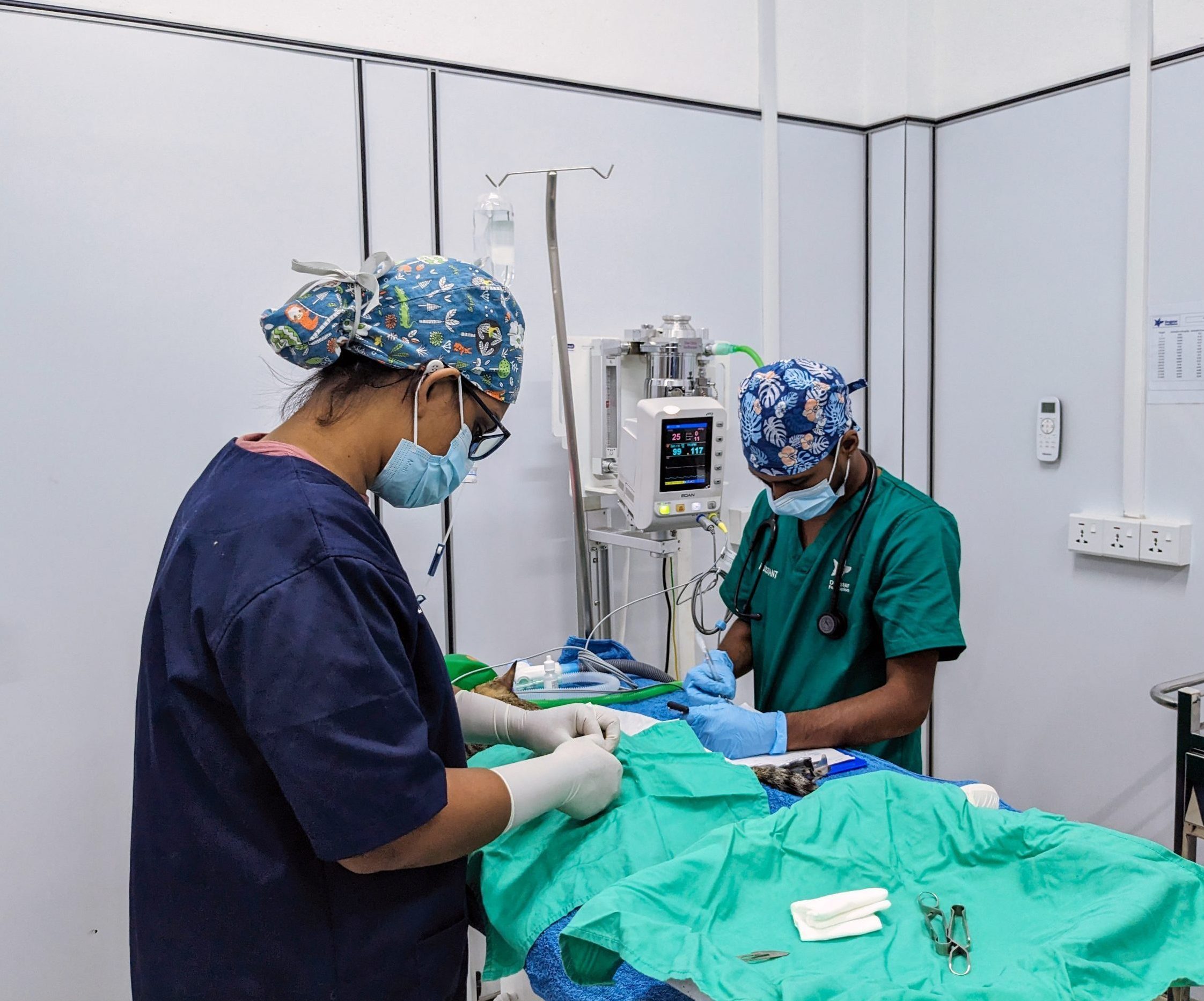 Two of Dogstar's veterinary staff performing sterilisation surgery on a cat.
