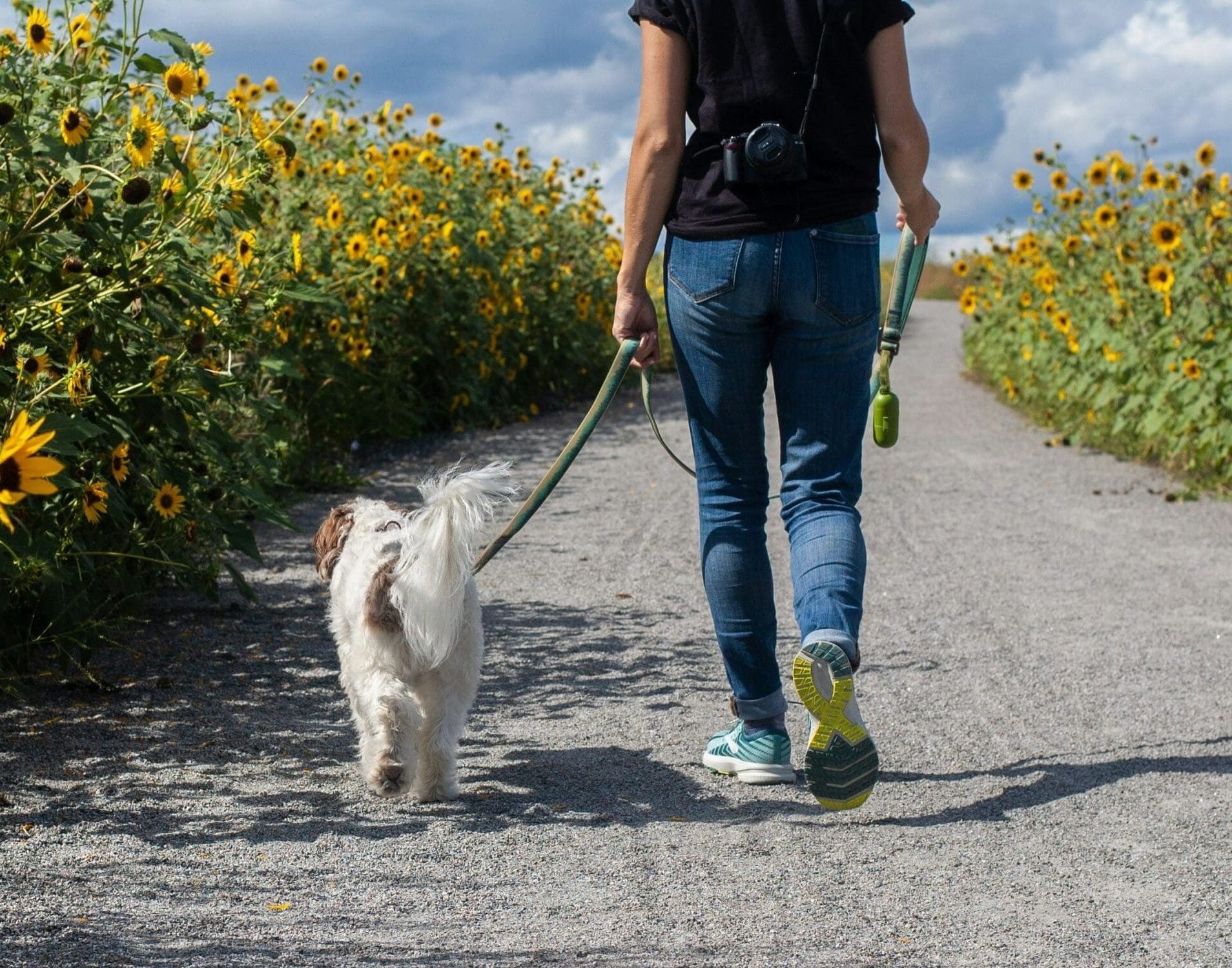 Back view of a person (shoulders down) and a dog on a lead walking along a sunflower-lined lane.