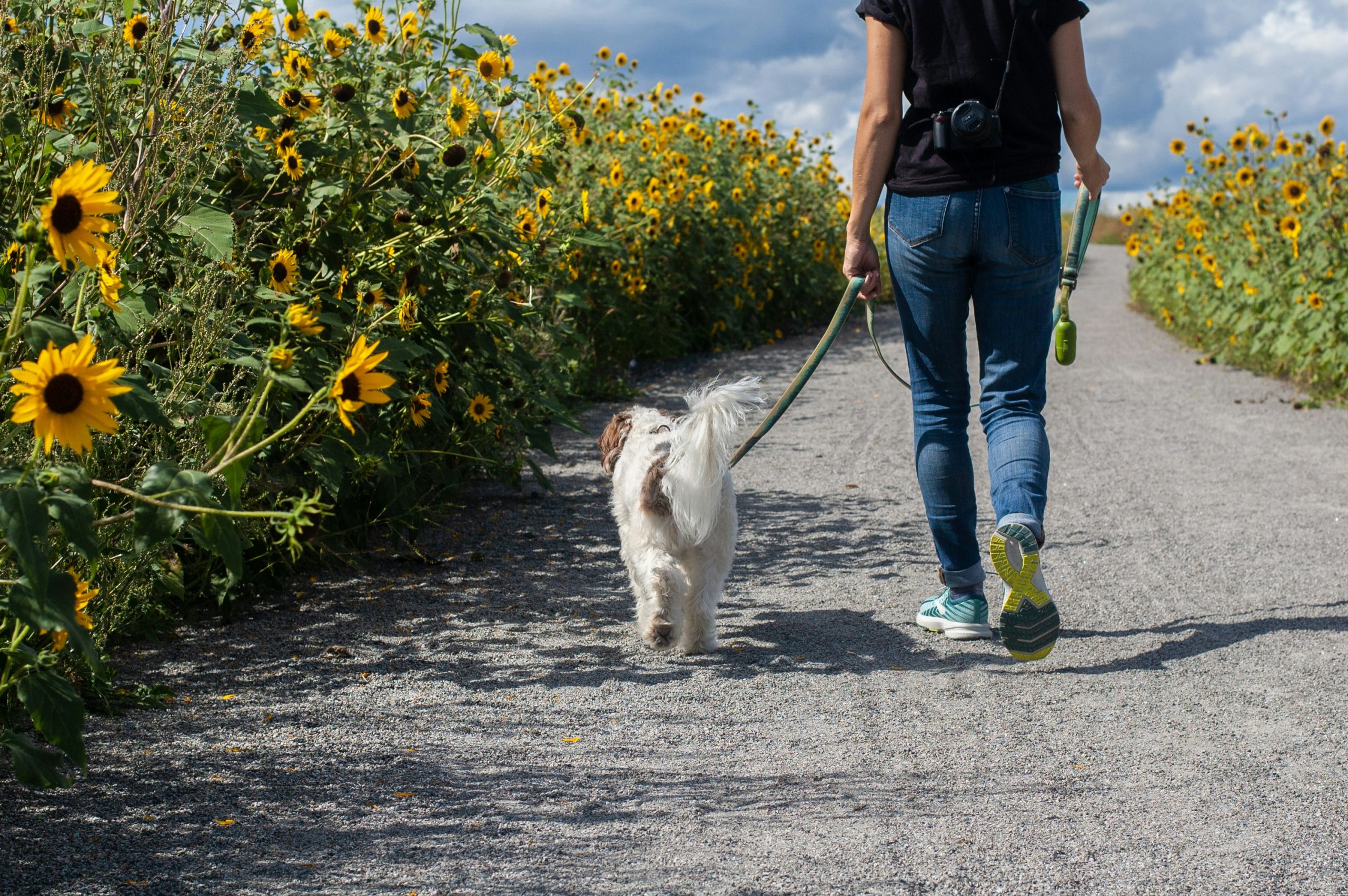 Back view of a person (shoulders down) and a dog on a lead walking along a sunflower-lined lane.