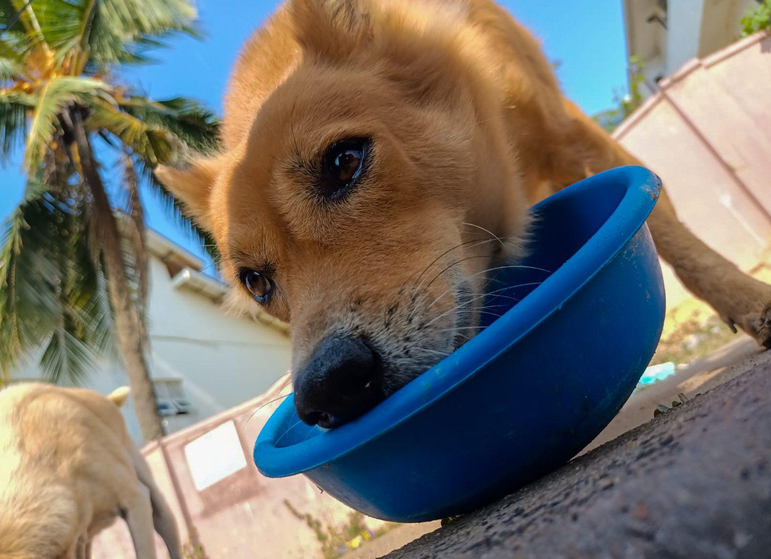 Dog eating from a blue bowl