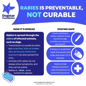 An infographic detailing how rabies is spread and what to do if you think you might be at risk of rabies.