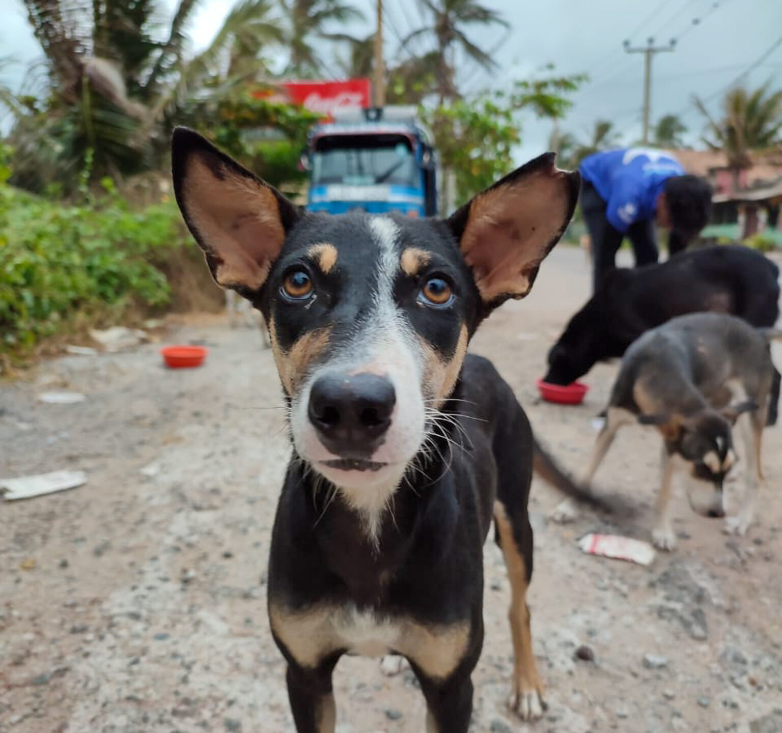 A small black, white and brown dog on the street looking into the camera.